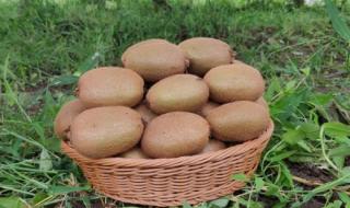 猕猴桃产地 猕猴桃产地